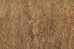 Psaltriparus minimus minimus