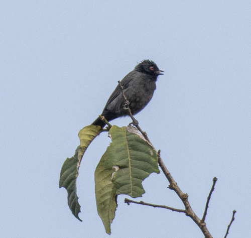 Dusky Tit (Melaniparus funereus), photo 2