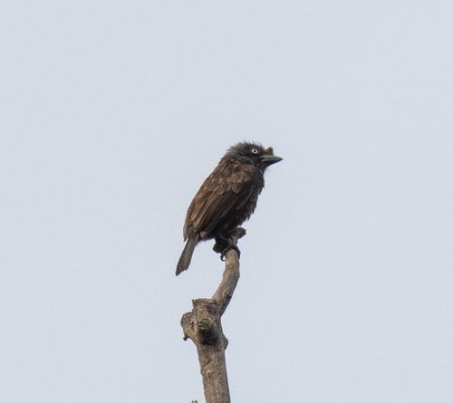 Grey-throated Barbet (Gymnobucco bonapartei), photo 8