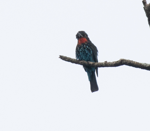 Black Bee-eater (Merops gularis), photo 4