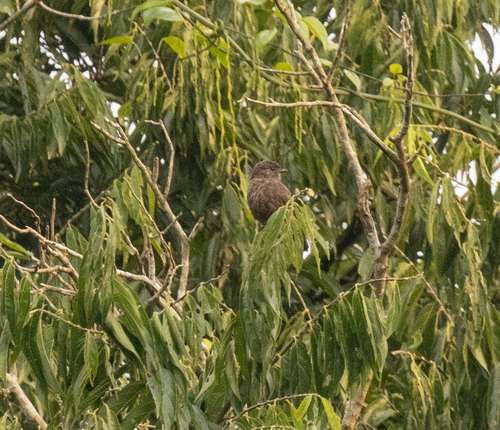 Sooty Flycatcher (Artomyias fuliginosa), photo 5