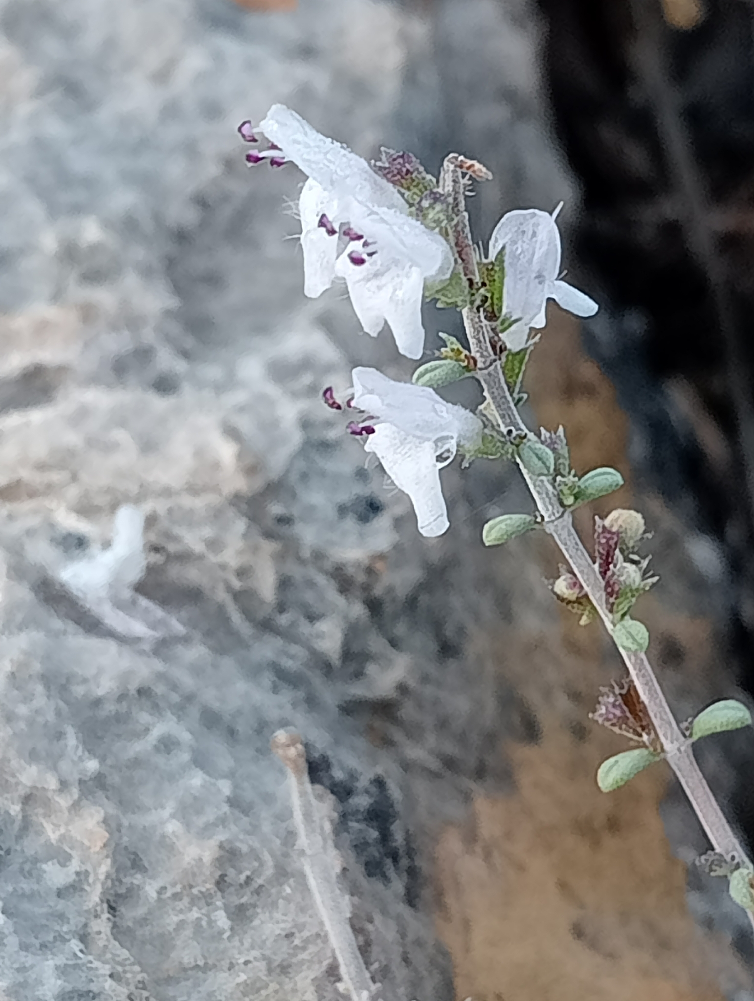 Satureja Cuneifolia (Satureja cuneifolia)