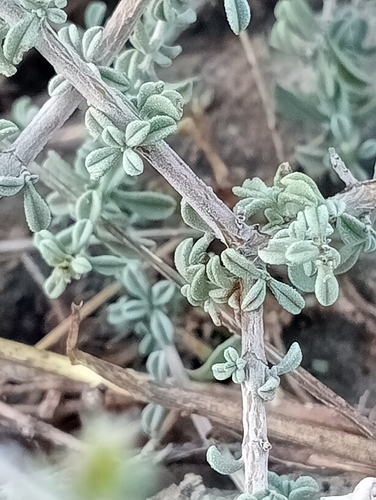 Satureja cuneifolia, photograph 2