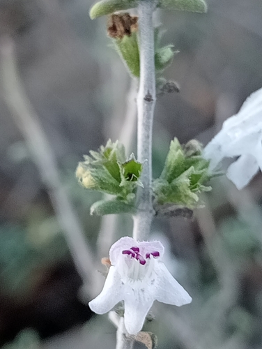 Satureja cuneifolia, photograph 3