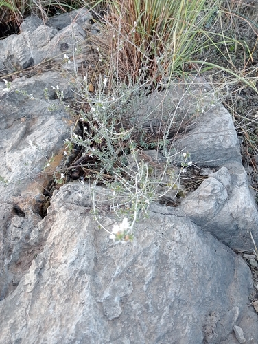 Satureja cuneifolia, photograph 4