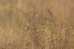 Psaltriparus minimus minimus