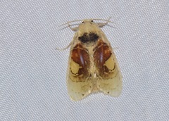 Arrhenophanes perspicilla