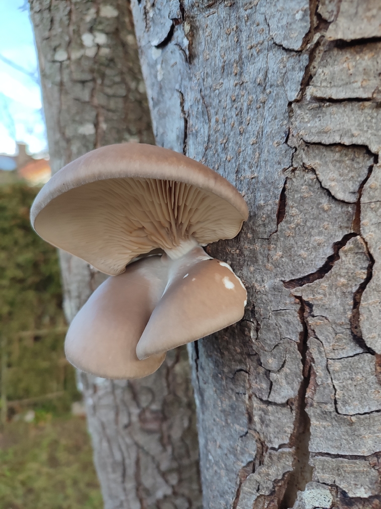 Pleurotus ostreatus · November 2025 · photo: © jantiff (iNaturalist, cc-by)