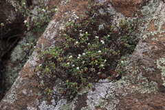 Otiophora calycophylla