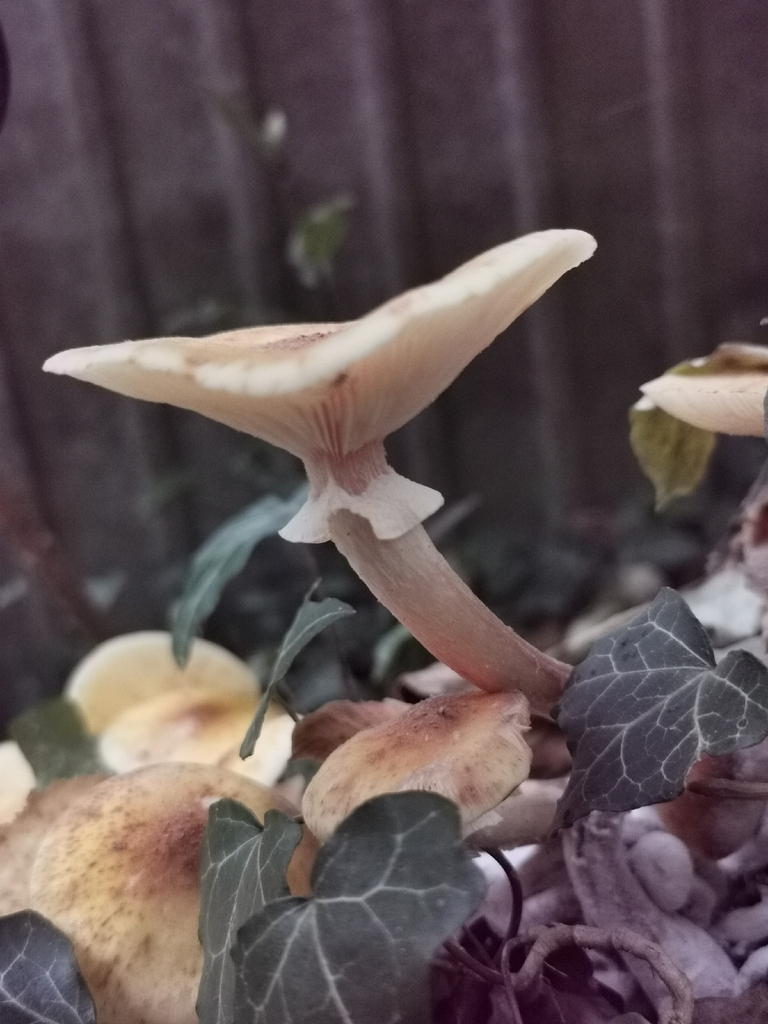 Armillaria mellea · November 2025 · photo: © olrett (iNaturalist, cc-by)