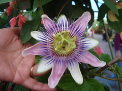 Passiflora alata × caerulea