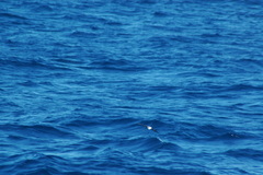 Pelagodroma marina