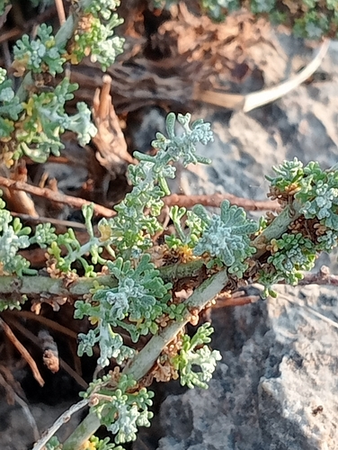 Artemisia herba-alba, photograph 4