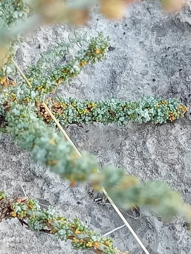Artemisia herba-alba, photograph 5
