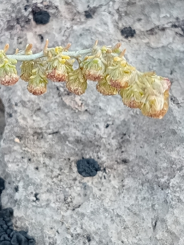 Artemisia herba-alba, photograph 6