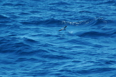 Pelagodroma marina
