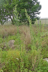 Erigeron bonariensis
