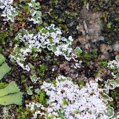 Cladonia firma