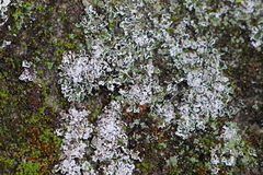 Cladonia firma