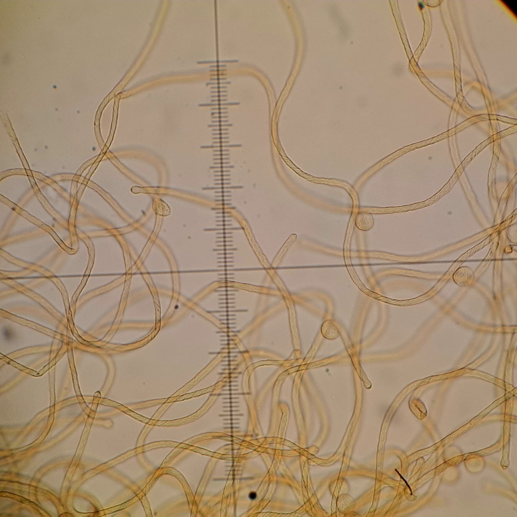 Oligonema fulvum