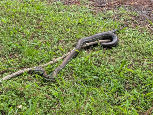 Coastal Carpet Python sighting