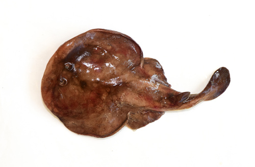 Japanese sleeper ray (Narke japonica) — Narkidae — 2