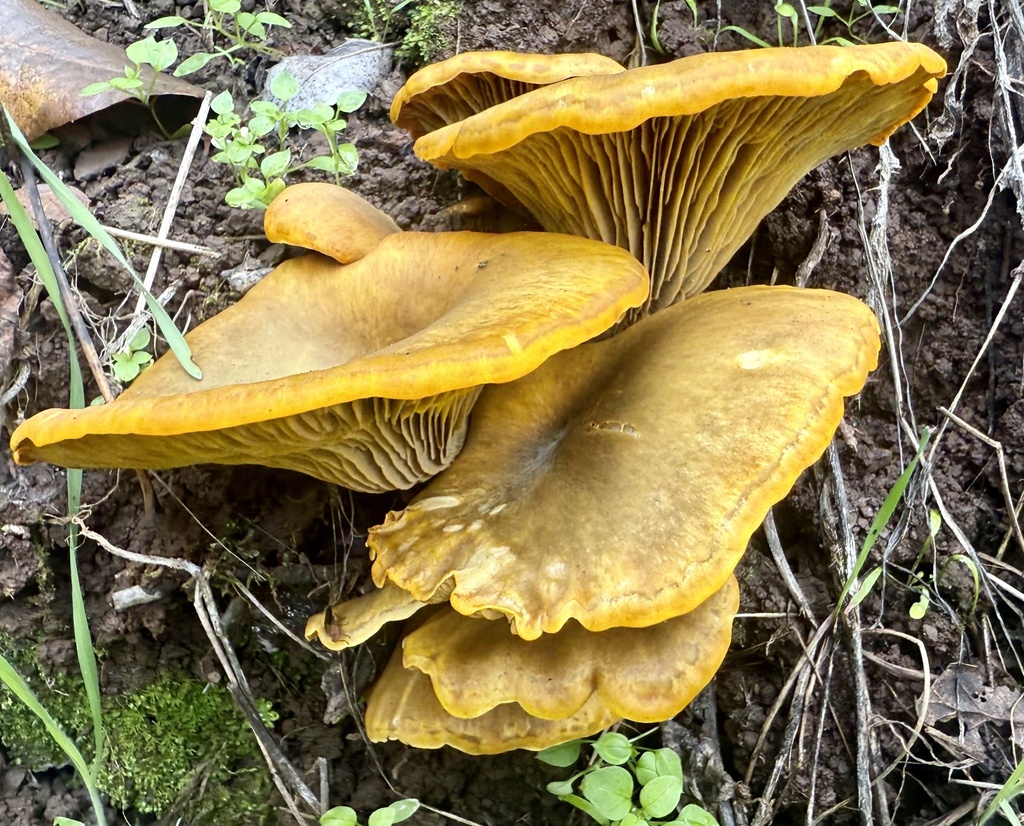 Omphalotus olivascens · November 2025 · photo: © hllrnnr (iNaturalist, cc0)
