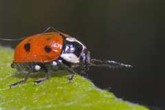 Cryptocephalus octopunctatus