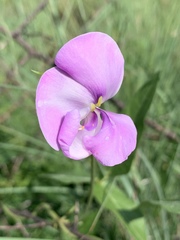 Vigna vexillata vexillata