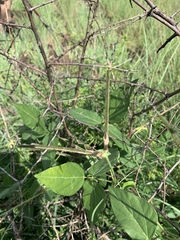 Vigna vexillata vexillata
