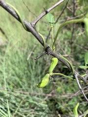 Vigna vexillata vexillata