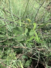 Vigna vexillata vexillata
