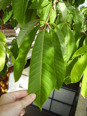 Aesculus indica
