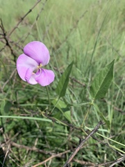 Vigna vexillata vexillata