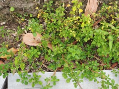 Amaranthus blitum oleraceus