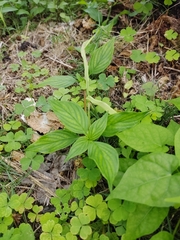Spigelia