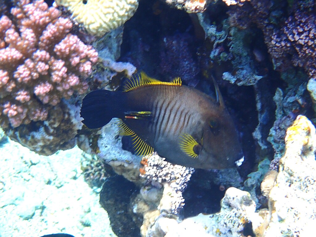 Broom filefish