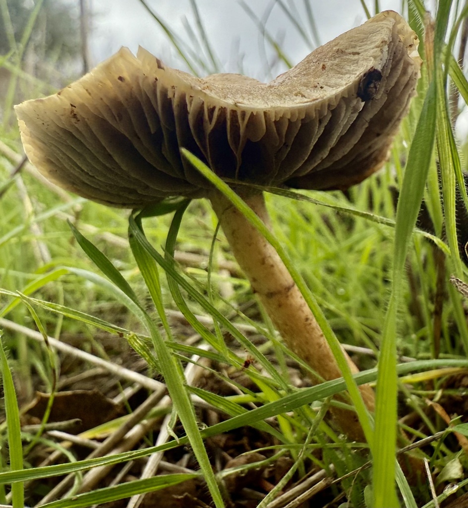 Leratiomyces percevalii · November 2025 · photo: © hllrnnr (iNaturalist, cc0)