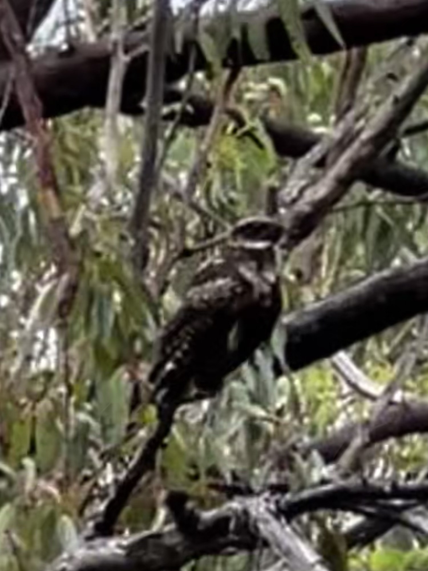 White-throated Nightjar (Eurostopodus mystacalis), photo 6
