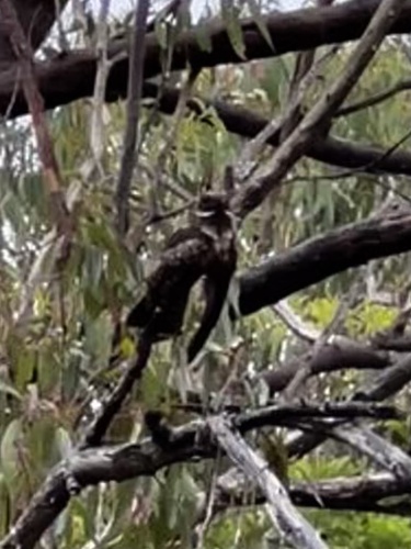 White-throated Nightjar (Eurostopodus mystacalis), photo 9