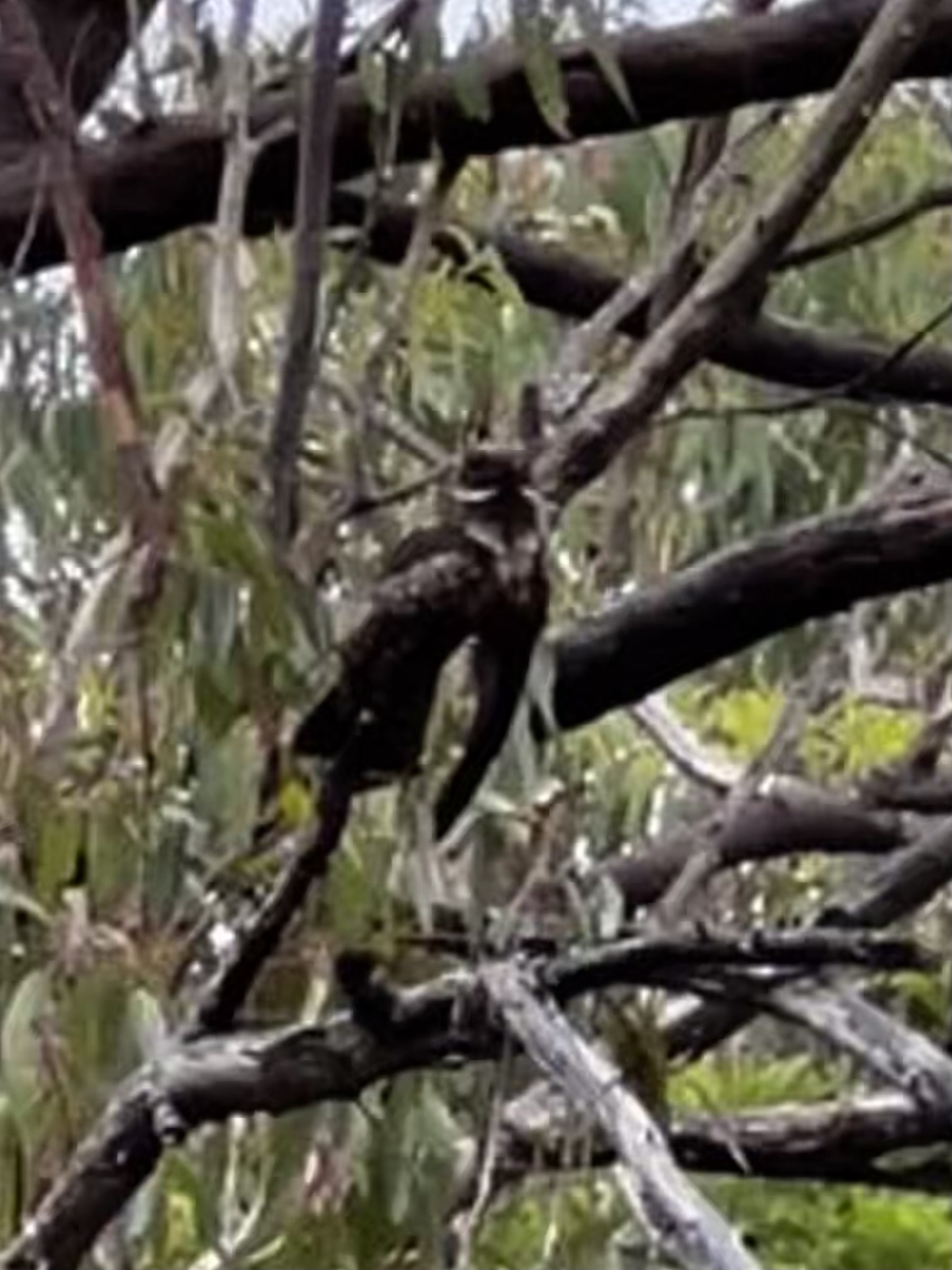 White-throated Nightjar (Eurostopodus mystacalis), photo 7
