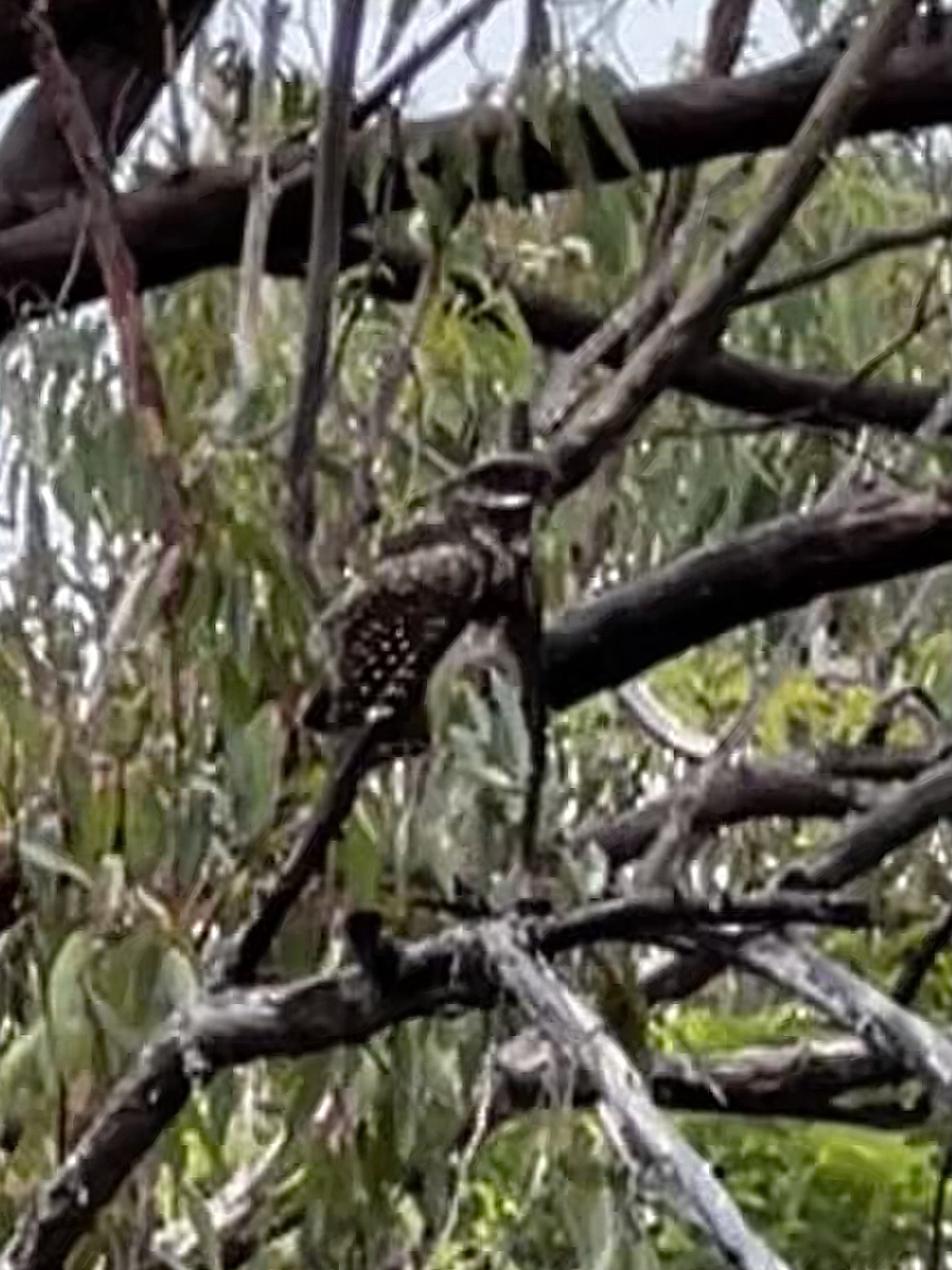 White-throated Nightjar (Eurostopodus mystacalis), photo 5