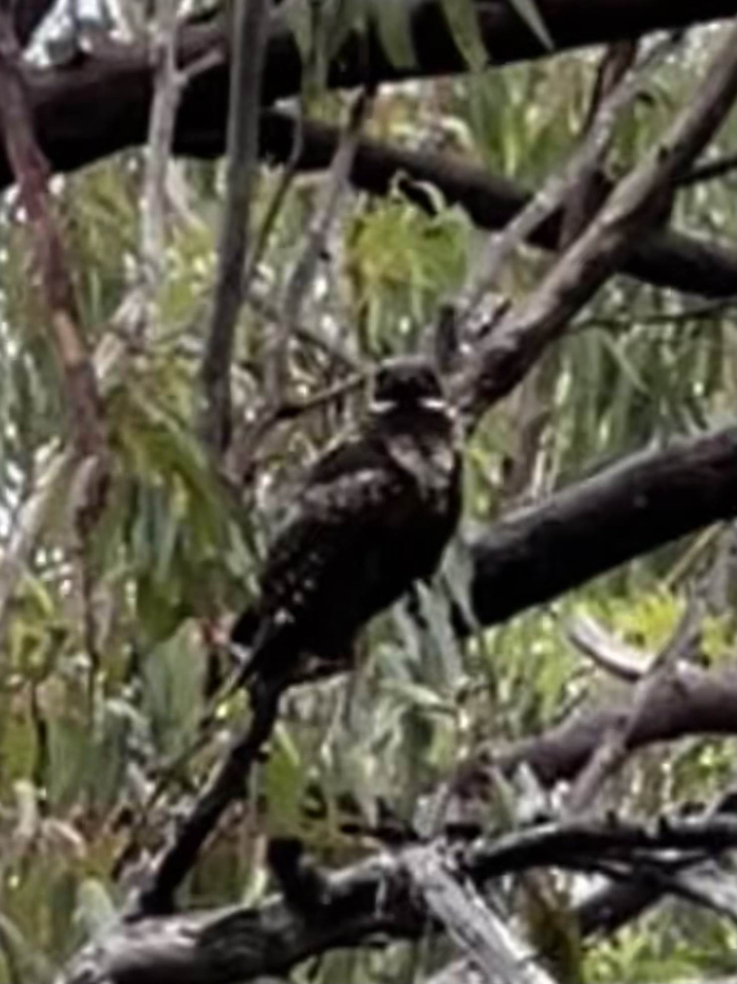 White-throated Nightjar (Eurostopodus mystacalis), photo 8