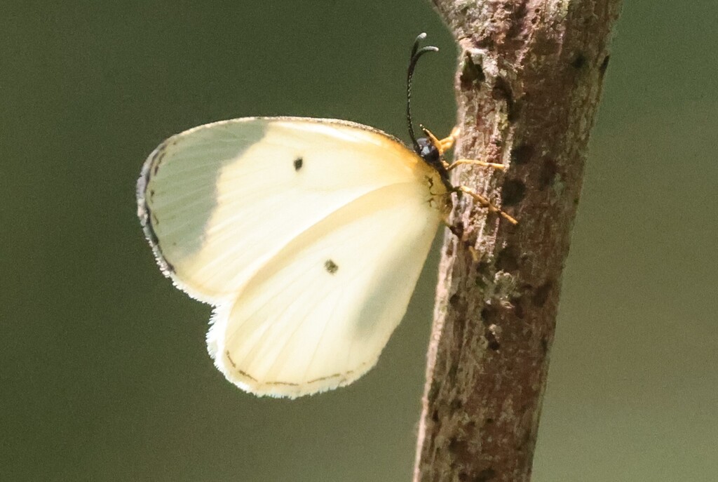 Liptena fatima