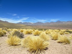 Festuca chrysophylla