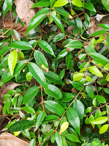 Syzygium zeylanicum, photograph 1