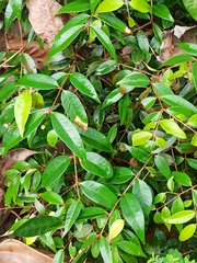 Syzygium zeylanicum