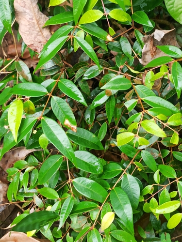 Syzygium zeylanicum, photograph 2
