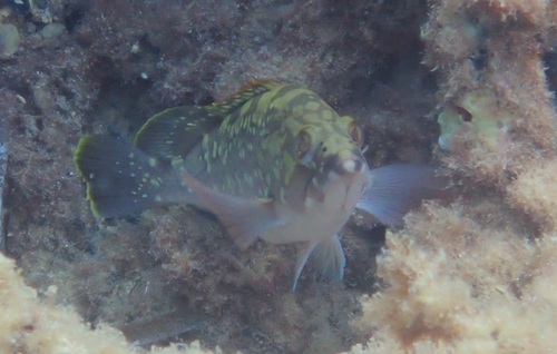 Dusky Grouper