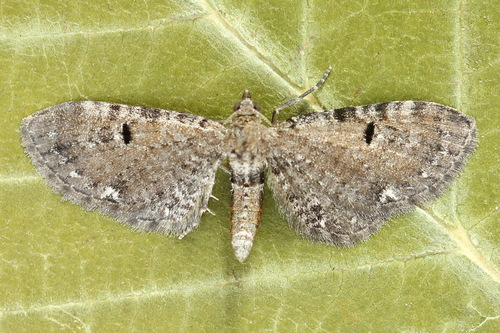 Eupithecia assimilata Doubleday, 1856